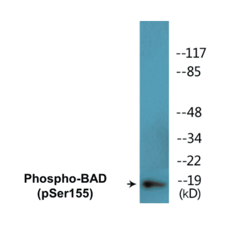 Western Blot - BAD (phospho Ser155) Cell Based ELISA Kit (CBP1500) - Antibodies.com