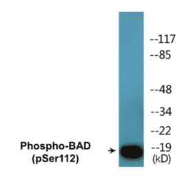 Western Blot - BAD (phospho Ser112) Cell Based ELISA Kit (CBP1501) - Antibodies.com
