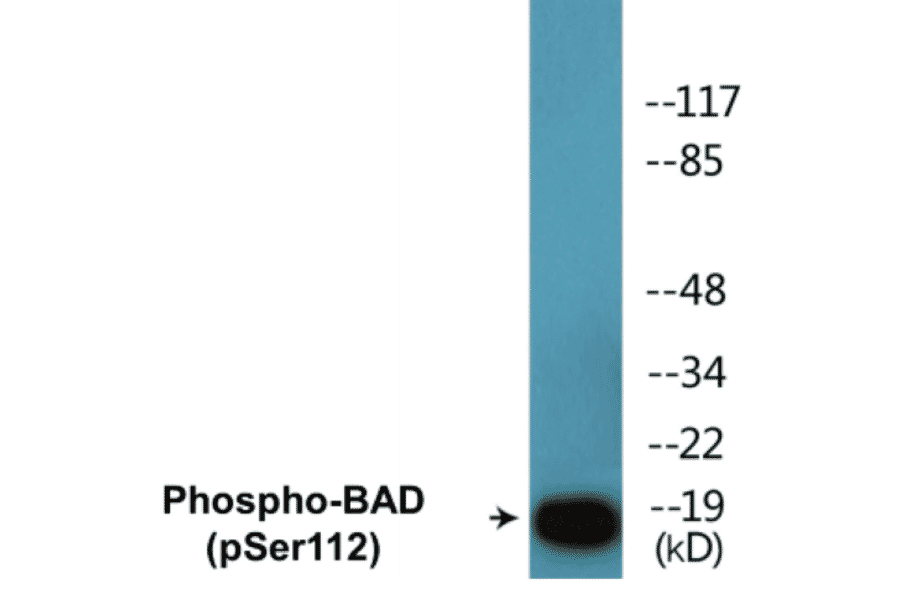 Western Blot - BAD (phospho Ser112) Cell Based ELISA Kit (CBP1501) - Antibodies.com
