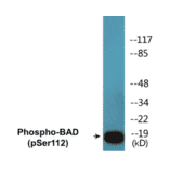 Western Blot - BAD (phospho Ser112) Cell Based ELISA Kit (CBP1501) - Antibodies.com