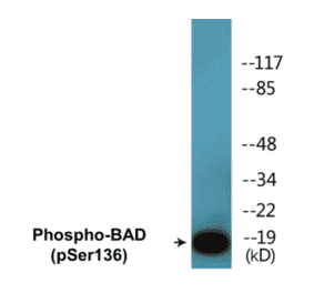 Western Blot - BAD (phospho Ser136) Cell Based ELISA Kit (CBP1502) - Antibodies.com