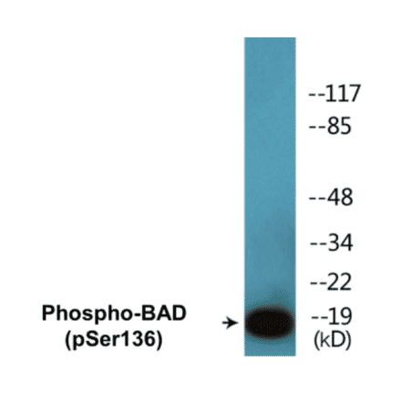 Western Blot - BAD (phospho Ser136) Cell Based ELISA Kit (CBP1502) - Antibodies.com