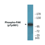 Western Blot - FAK (phospho Tyr861) Cell Based ELISA Kit (CBP1553) - Antibodies.com