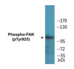 Western Blot - FAK (phospho Tyr925) Cell Based ELISA Kit (CBP1554) - Antibodies.com