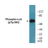 Western Blot - Lck (phospho Tyr393) Cell Based ELISA Kit (CBP1604) - Antibodies.com