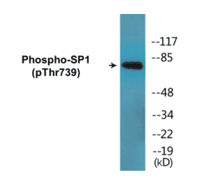 Western Blot - SP1 (phospho Thr739) Cell Based ELISA Kit (CBP1675) - Antibodies.com