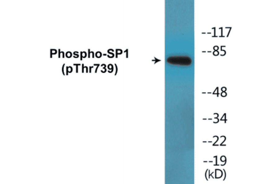 Western Blot - SP1 (phospho Thr739) Cell Based ELISA Kit (CBP1675) - Antibodies.com