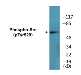 Western Blot - Src (phospho Tyr529) Cell Based ELISA Kit (CBP1677) - Antibodies.com