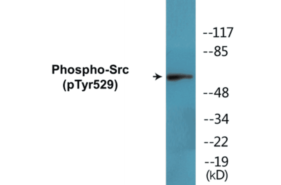 Western Blot - Src (phospho Tyr529) Cell Based ELISA Kit (CBP1677) - Antibodies.com