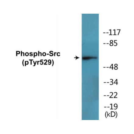 Western Blot - Src (phospho Tyr529) Cell Based ELISA Kit (CBP1677) - Antibodies.com