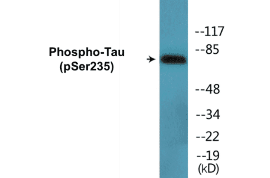 Western Blot - Tau (phospho Ser235) Cell Based ELISA Kit (CBP1694) - Antibodies.com