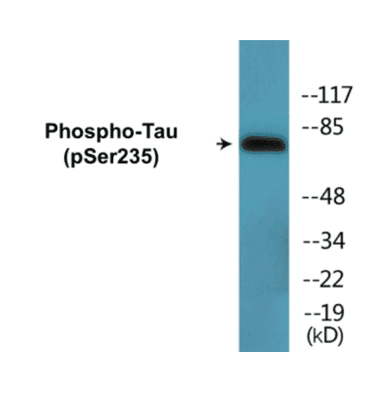 Western Blot - Tau (phospho Ser235) Cell Based ELISA Kit (CBP1694) - Antibodies.com