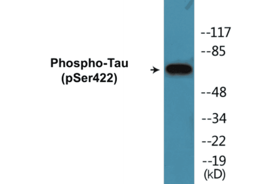Western Blot - Tau (phospho Ser422) Cell Based ELISA Kit (CBP1699) - Antibodies.com