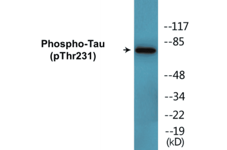 Western Blot - Tau (phospho Thr231) Cell Based ELISA Kit (CBP1702) - Antibodies.com