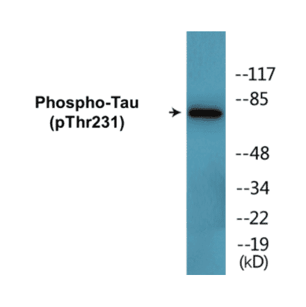 Western Blot - Tau (phospho Thr231) Cell Based ELISA Kit (CBP1702) - Antibodies.com