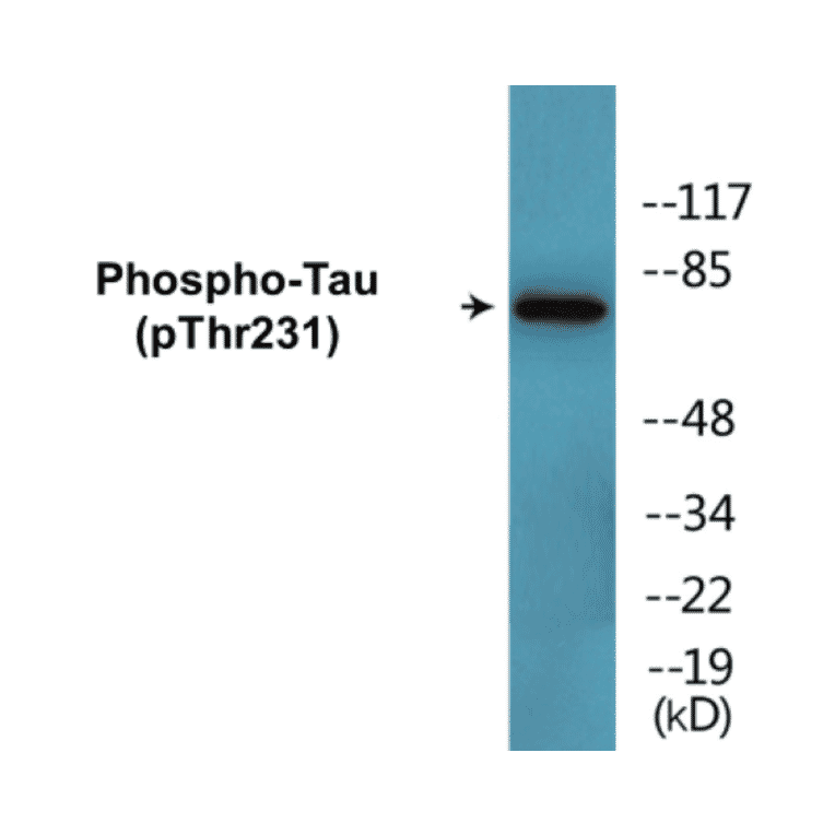 Western Blot - Tau (phospho Thr231) Cell Based ELISA Kit (CBP1702) - Antibodies.com