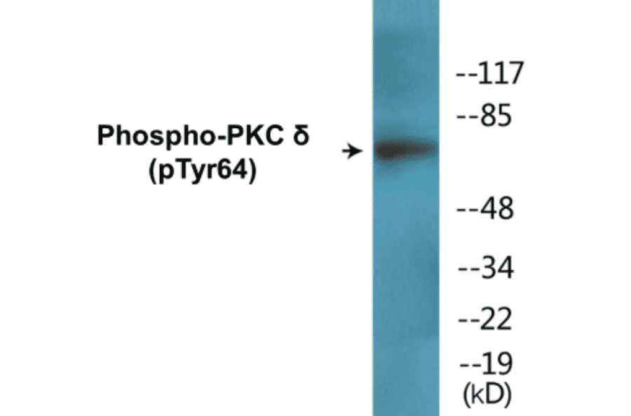 Western Blot - PKCδ (phospho Tyr64) Cell Based ELISA Kit (CBP1767) - Antibodies.com