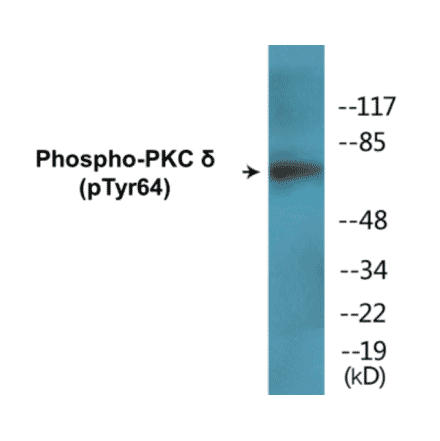 Western Blot - PKCd (phospho Tyr64) Cell Based ELISA Kit (CBP1767) - Antibodies.com