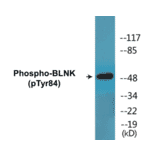 Western Blot - BLNK (phospho Tyr84) Cell Based ELISA Kit (CBP1783) - Antibodies.com