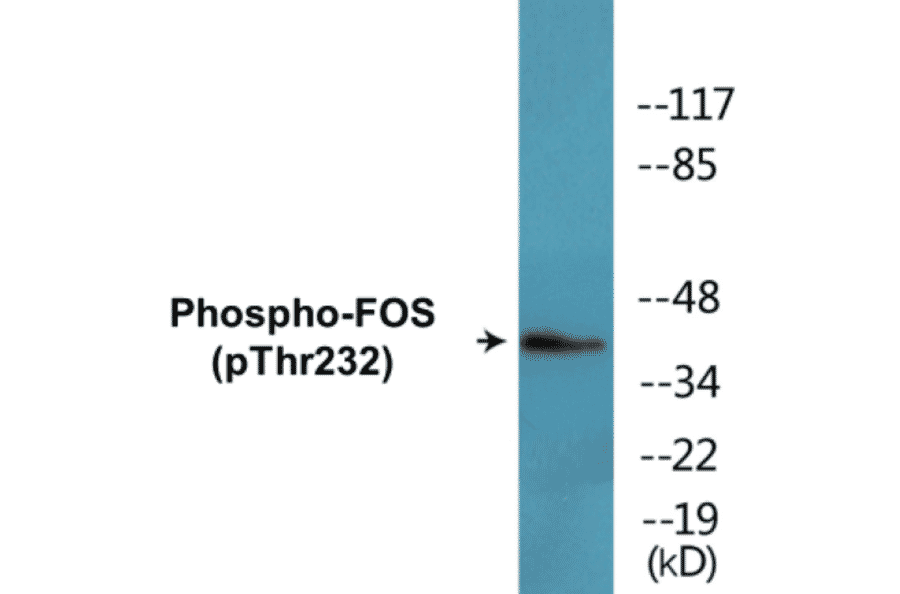 Western Blot - FOS (phospho Thr232) Cell Based ELISA Kit (CBP1788) - Antibodies.com