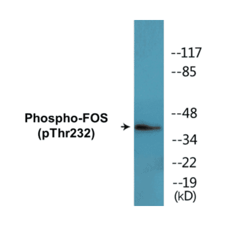 Western Blot - FOS (phospho Thr232) Cell Based ELISA Kit (CBP1788) - Antibodies.com