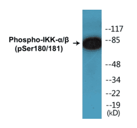 Western Blot - IKK alpha + beta (phospho Ser180 + Ser181) Cell Based ELISA Kit (CBP1126) - Antibodies.com