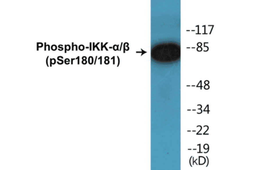 Western Blot - IKK alpha + beta (phospho Ser180 + Ser181) Cell Based ELISA Kit (CBP1126) - Antibodies.com