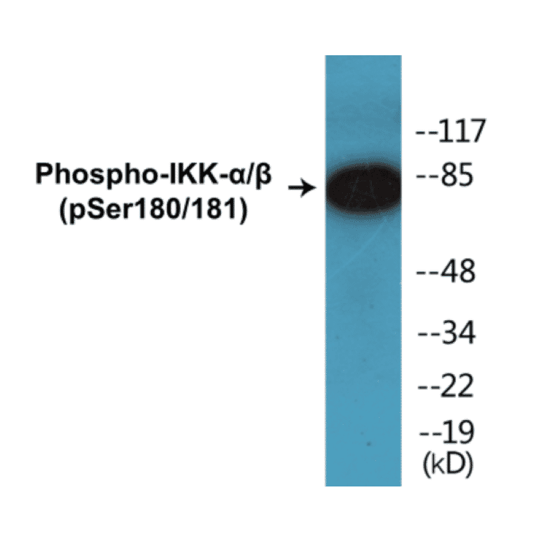 Western Blot - IKK alpha + beta (phospho Ser180 + Ser181) Cell Based ELISA Kit (CBP1126) - Antibodies.com