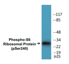 Western Blot - S6 Ribosomal Protein (phospho Ser240) Cell Based ELISA Kit (CBP1213) - Antibodies.com