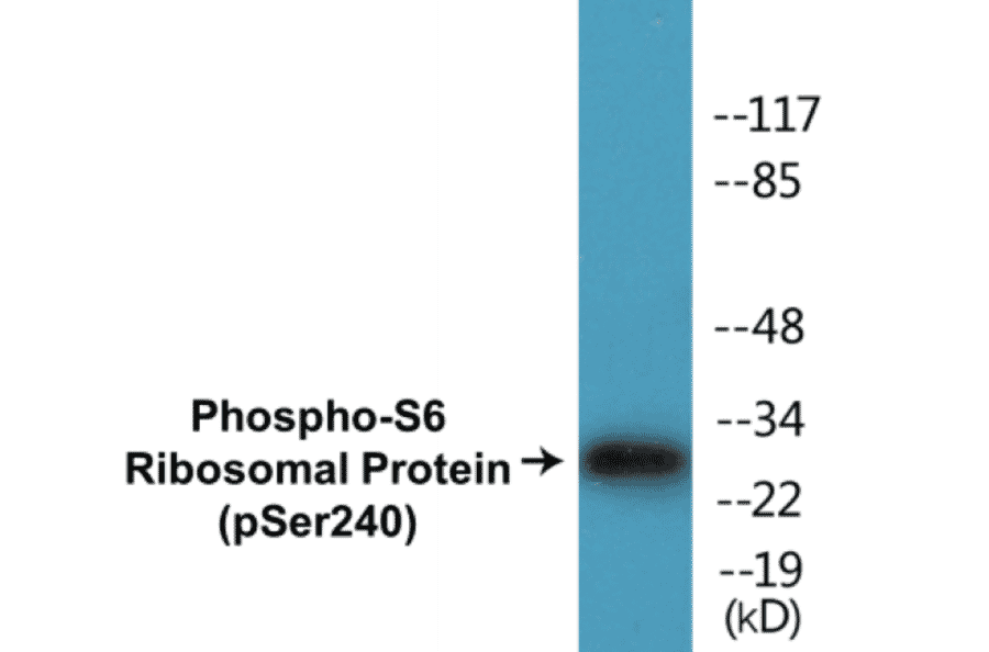 Western Blot - S6 Ribosomal Protein (phospho Ser240) Cell Based ELISA Kit (CBP1213) - Antibodies.com