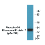 Western Blot - S6 Ribosomal Protein (phospho Ser240) Cell Based ELISA Kit (CBP1213) - Antibodies.com