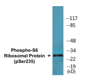 Western Blot - S6 Ribosomal Protein (phospho Ser235) Cell Based ELISA Kit (CBP1671) - Antibodies.com