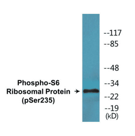 Western Blot - S6 Ribosomal Protein (phospho Ser235) Cell Based ELISA Kit (CBP1671) - Antibodies.com