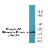 Western Blot - S6 Ribosomal Protein (phospho Ser235) Cell Based ELISA Kit (CBP1671) - Antibodies.com