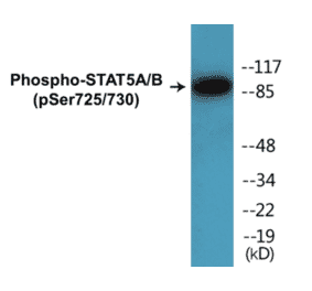 Western Blot - STAT5A + B (phospho Ser725 + Ser730) Cell Based ELISA Kit (CBP1398) - Antibodies.com