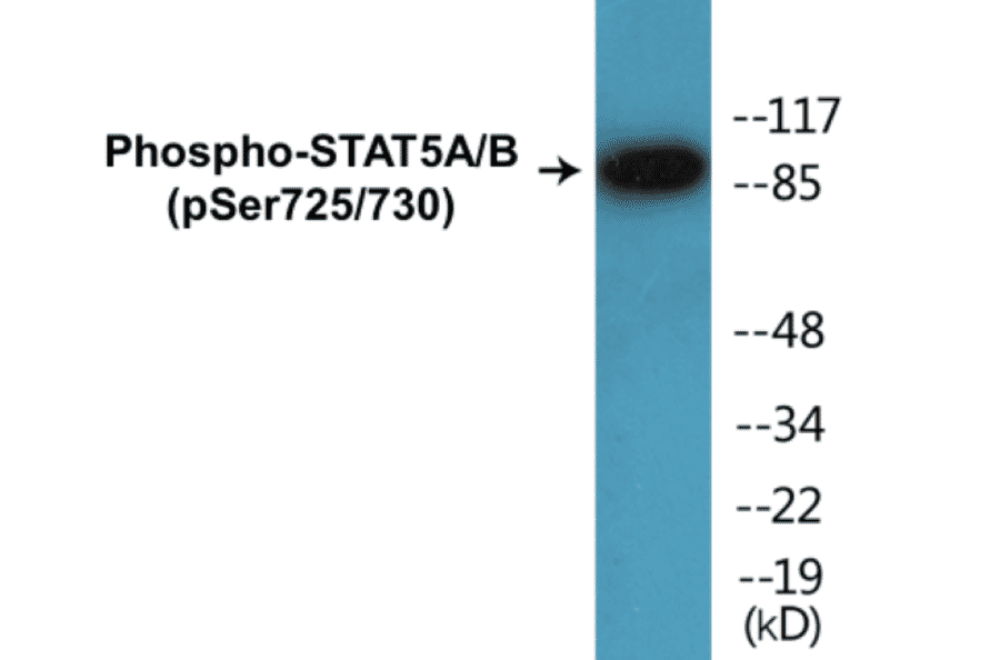 Western Blot - STAT5A + B (phospho Ser725 + Ser730) Cell Based ELISA Kit (CBP1398) - Antibodies.com