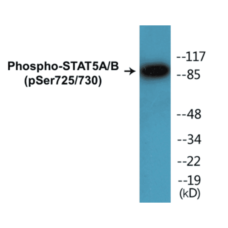 Western Blot - STAT5A + B (phospho Ser725 + Ser730) Cell Based ELISA Kit (CBP1398) - Antibodies.com
