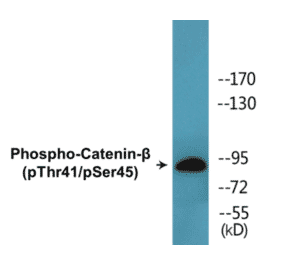 Western Blot - beta Catenin (phospho Thr41 + Ser45) Cell Based ELISA Kit (CBP1504) - Antibodies.com