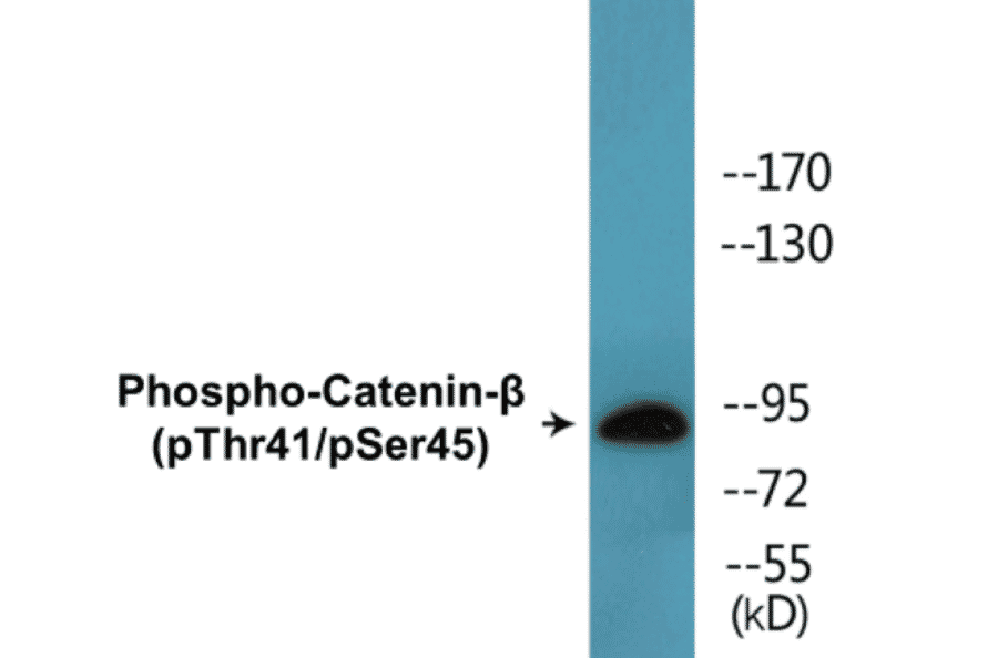 Western Blot - beta Catenin (phospho Thr41 + Ser45) Cell Based ELISA Kit (CBP1504) - Antibodies.com