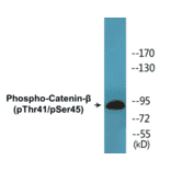 Western Blot - beta Catenin (phospho Thr41 + Ser45) Cell Based ELISA Kit (CBP1504) - Antibodies.com
