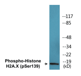 Western Blot - Histone H2A.X (phospho Ser139) Cell Based ELISA Kit (CBP1575) - Antibodies.com