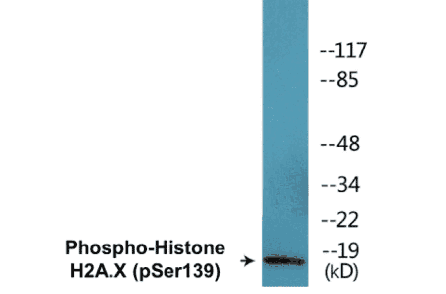 Western Blot - Histone H2A.X (phospho Ser139) Cell Based ELISA Kit (CBP1575) - Antibodies.com