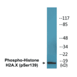 Western Blot - Histone H2A.X (phospho Ser139) Cell Based ELISA Kit (CBP1575) - Antibodies.com