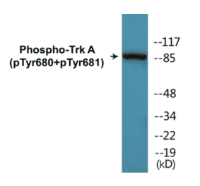 Western Blot - TrkA (phospho Tyr680 + Tyr681) Cell Based ELISA Kit (CBP1736) - Antibodies.com