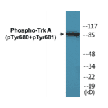 Western Blot - TrkA (phospho Tyr680 + Tyr681) Cell Based ELISA Kit (CBP1736) - Antibodies.com