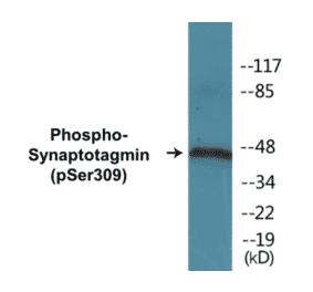 Western Blot - Synaptotagmin (phospho Ser309) Cell Based ELISA Kit (CBP1031) - Antibodies.com