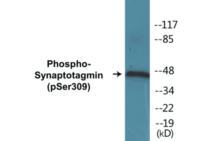 Western Blot - Synaptotagmin (phospho Ser309) Cell Based ELISA Kit (CBP1031) - Antibodies.com