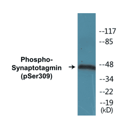 Western Blot - Synaptotagmin (phospho Ser309) Cell Based ELISA Kit (CBP1031) - Antibodies.com