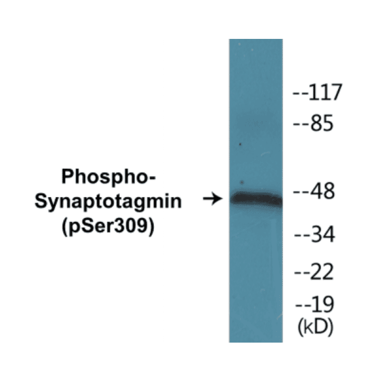Western Blot - Synaptotagmin (phospho Ser309) Cell Based ELISA Kit (CBP1031) - Antibodies.com