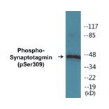 Western Blot - Synaptotagmin (phospho Ser309) Cell Based ELISA Kit (CBP1031) - Antibodies.com